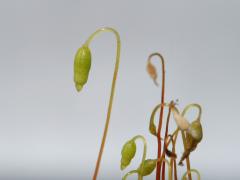 plante, détail